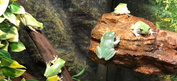 žárovky pro žáby 